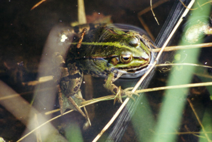 Amphibians uzopedia